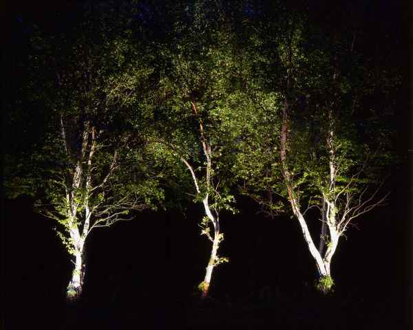 3 Birken beleuchtet mit speziellen Baumstrahler Baumlampen