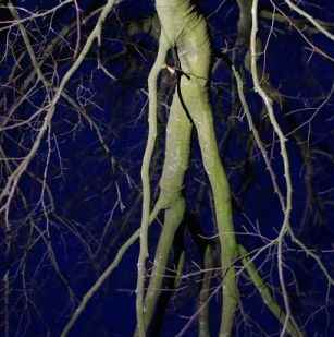 Beleuchtung Baum im Außenbereich, Professionelle Baumleuchten!