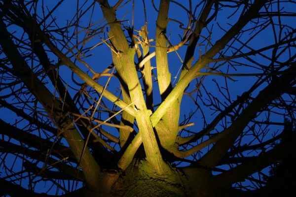 Baum nachts angestrahlt