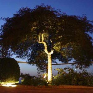 großer Baum abends