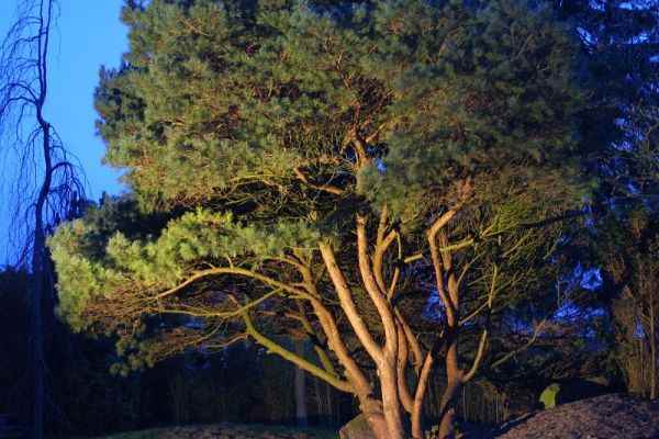 Strahler baum anstrahlen