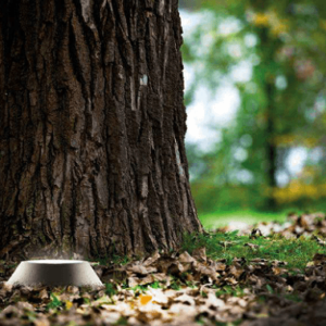 Baum Gartenspot