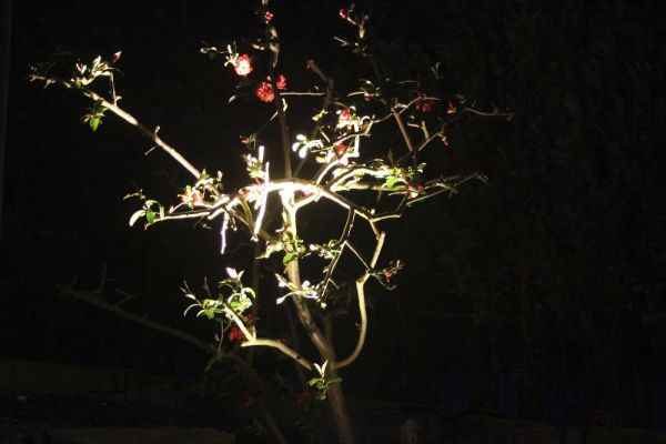 Nachtbeleuchtung verzaubert Garten