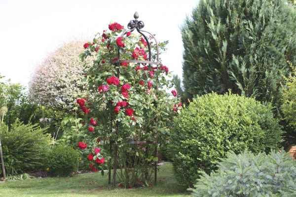 Rosensäule im Garten