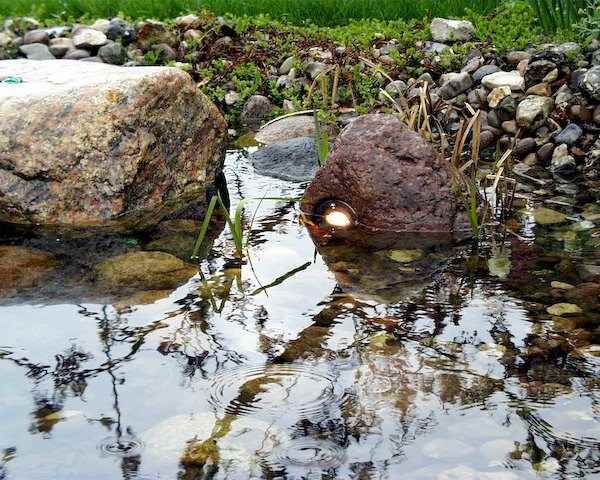 Teichstrahler halb im Wasser