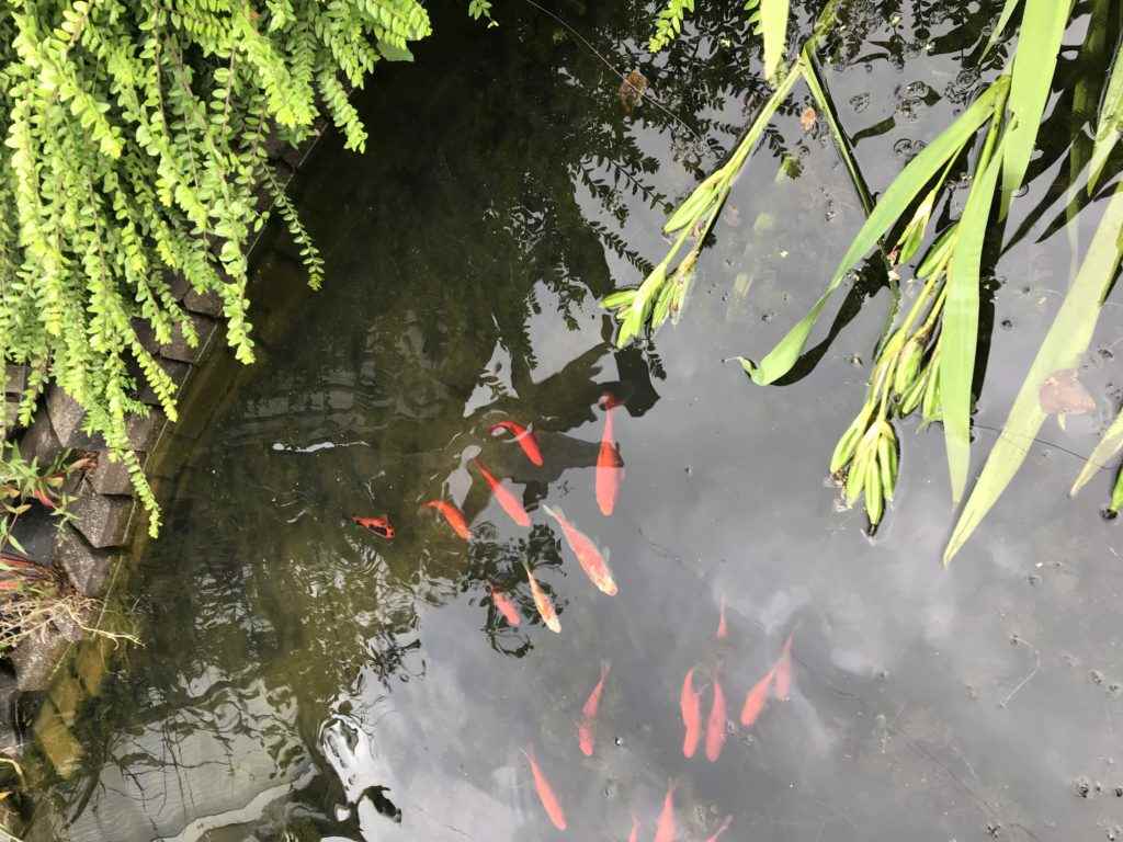 Günstige Unterwasserleuchten für den Gartenteich