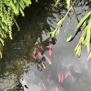 Günstige Unterwasserleuchten für den Gartenteich