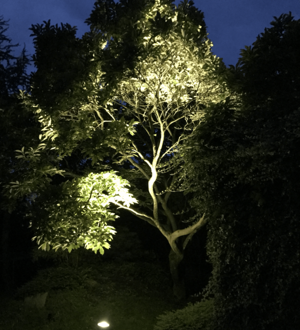 Magnolienbaum beleuchten