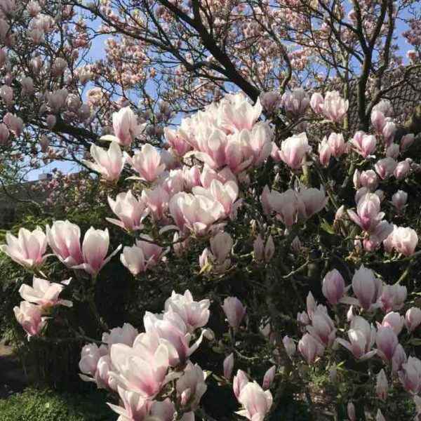 Magnolienbaum in Blüte am Tag