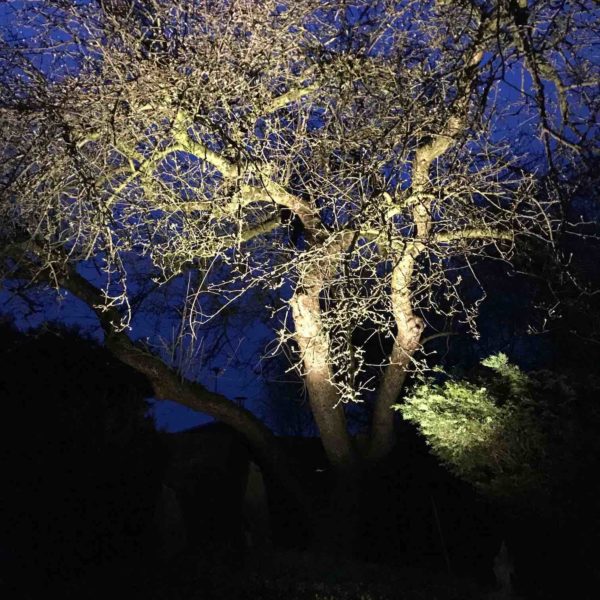 Natursteinleuchte beleuchtet Apfelbaum