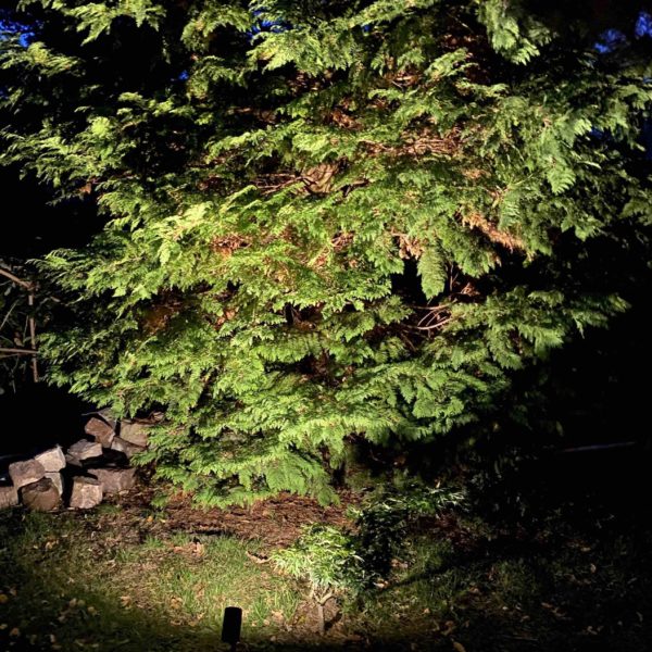 5 Meter hoher Lebensbaum einfach und schön mit Erspießstrahler beleuchtet