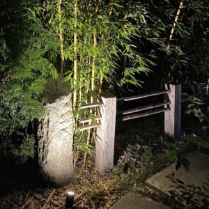 Bambus im Garten beleuchtet
