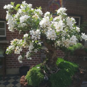 Blühende Bonsai Gartenskulptur