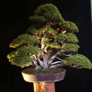 Exklusive Bonsai Gartenskulptur