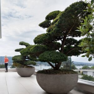 Exklusive große Bonsaibaum Pflanzgefäße