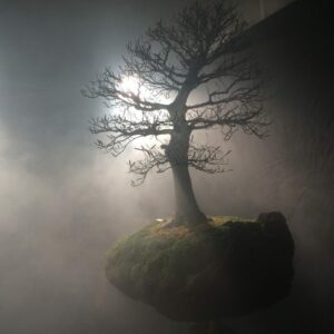 Exklusiver Bonsai im Nebel