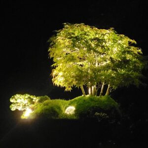 Exklusiver Gartenbonsai mit Beleuchtung