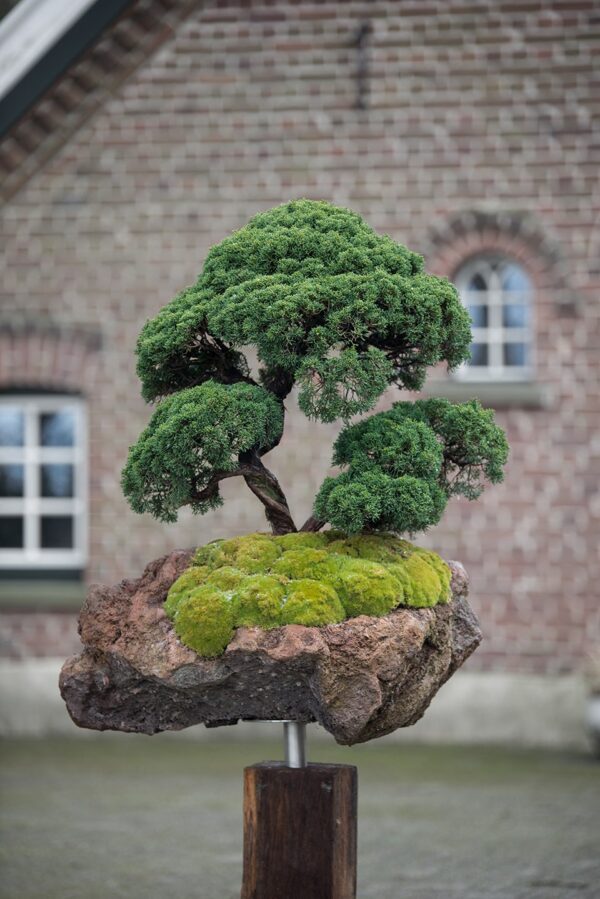Gartenbonsai 11