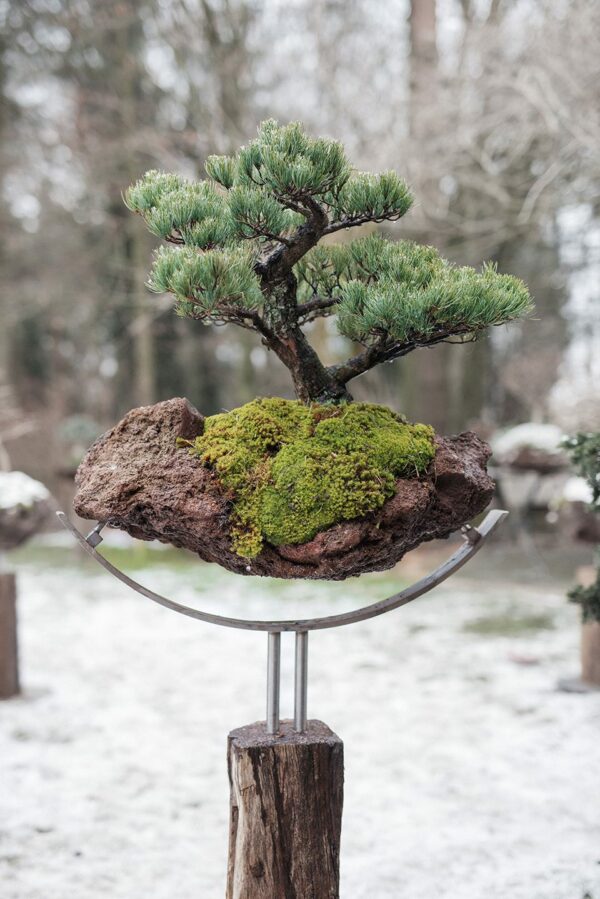 Gartenbonsai 8