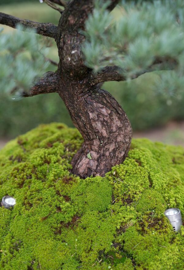 Kleine Spots für Gartenbonsai aus Edelstahl oder Kupfer