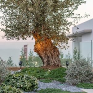 Dezente Baum und Gartenbeleuchtung