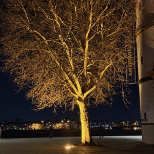 Beleuchtung großer Bäume im öffentlichen Bereich